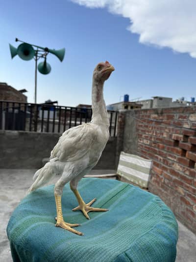 Heera Aseel Pure Paper White Chicks – 1 Male + 3 Females