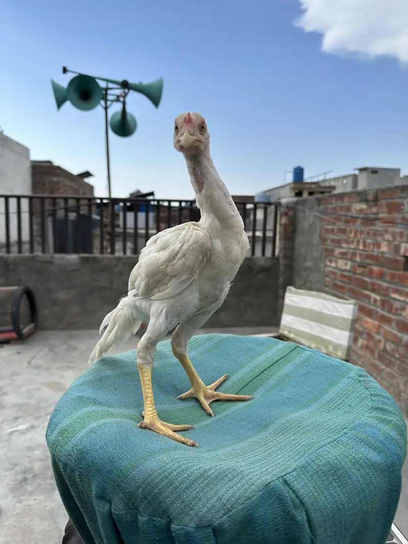 Heera Aseel Pure Paper White Chicks – 1 Male + 3 Females — photo 2