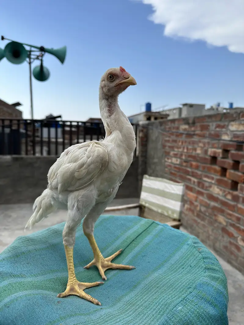 Heera Aseel Pure Paper White Chicks – 1 Male + 3 Females — photo 3