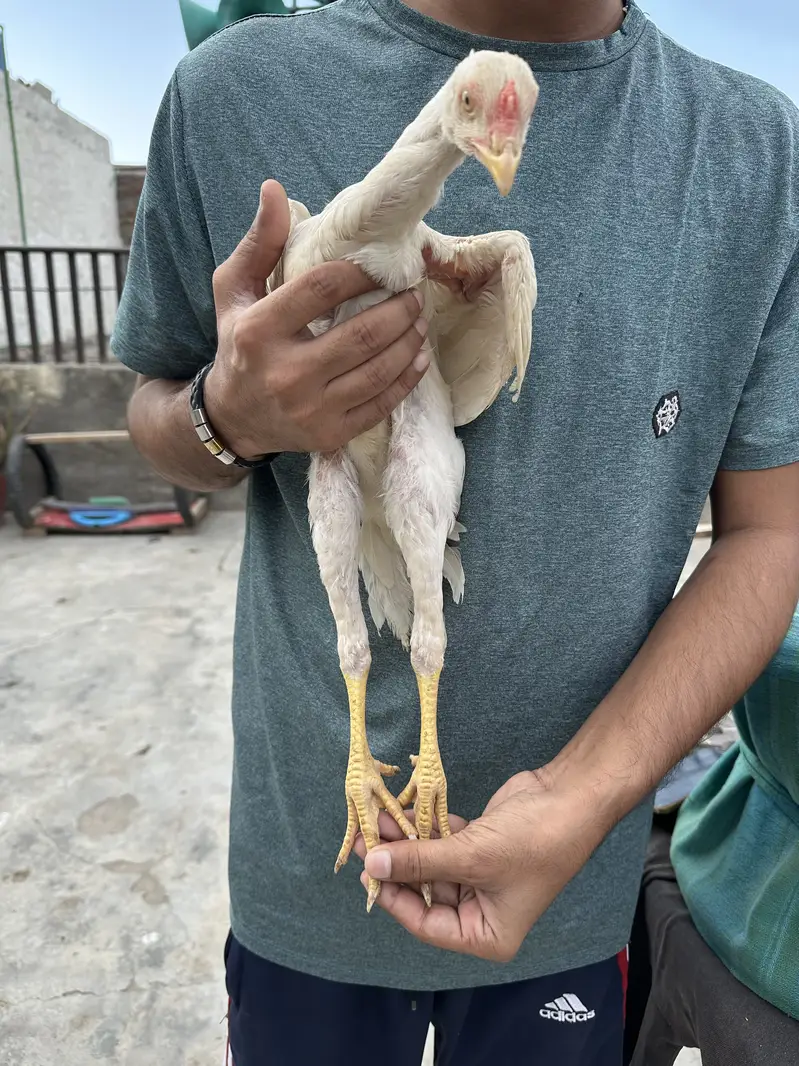 Heera Aseel Pure Paper White Chicks – 1 Male + 3 Females — photo 4