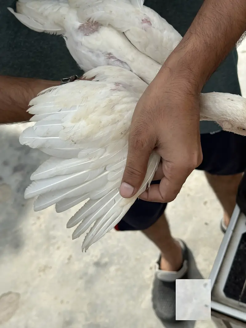 Heera Aseel Pure Paper White Chicks – 1 Male + 3 Females — photo 6