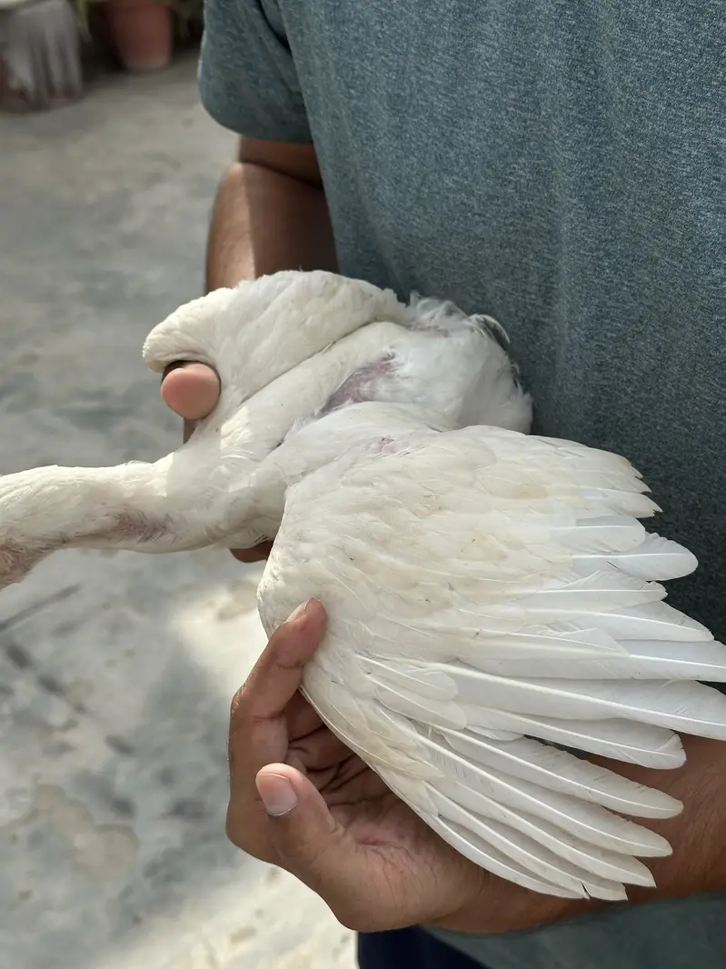 Heera Aseel Pure Paper White Chicks – 1 Male + 3 Females — photo 7