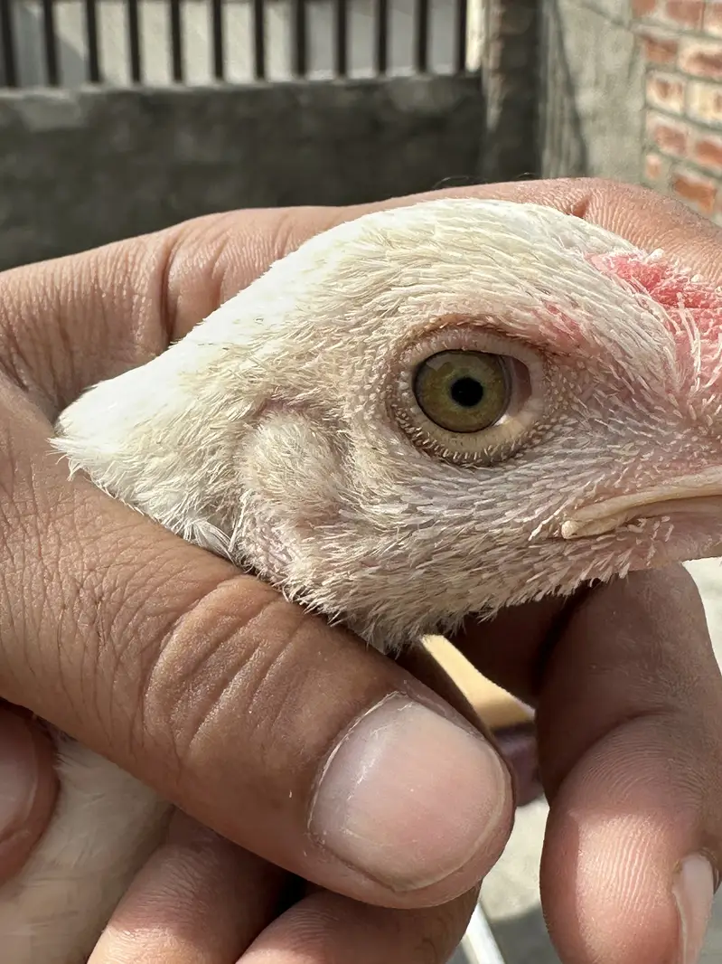 Heera Aseel Pure Paper White Chicks – 1 Male + 3 Females — photo 8
