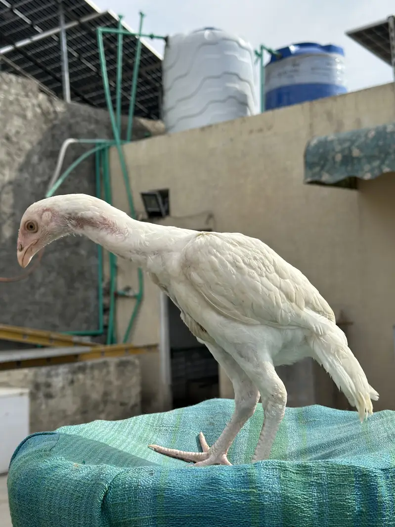 Heera Aseel Pure Paper White Chicks – 1 Male + 3 Females — photo 10