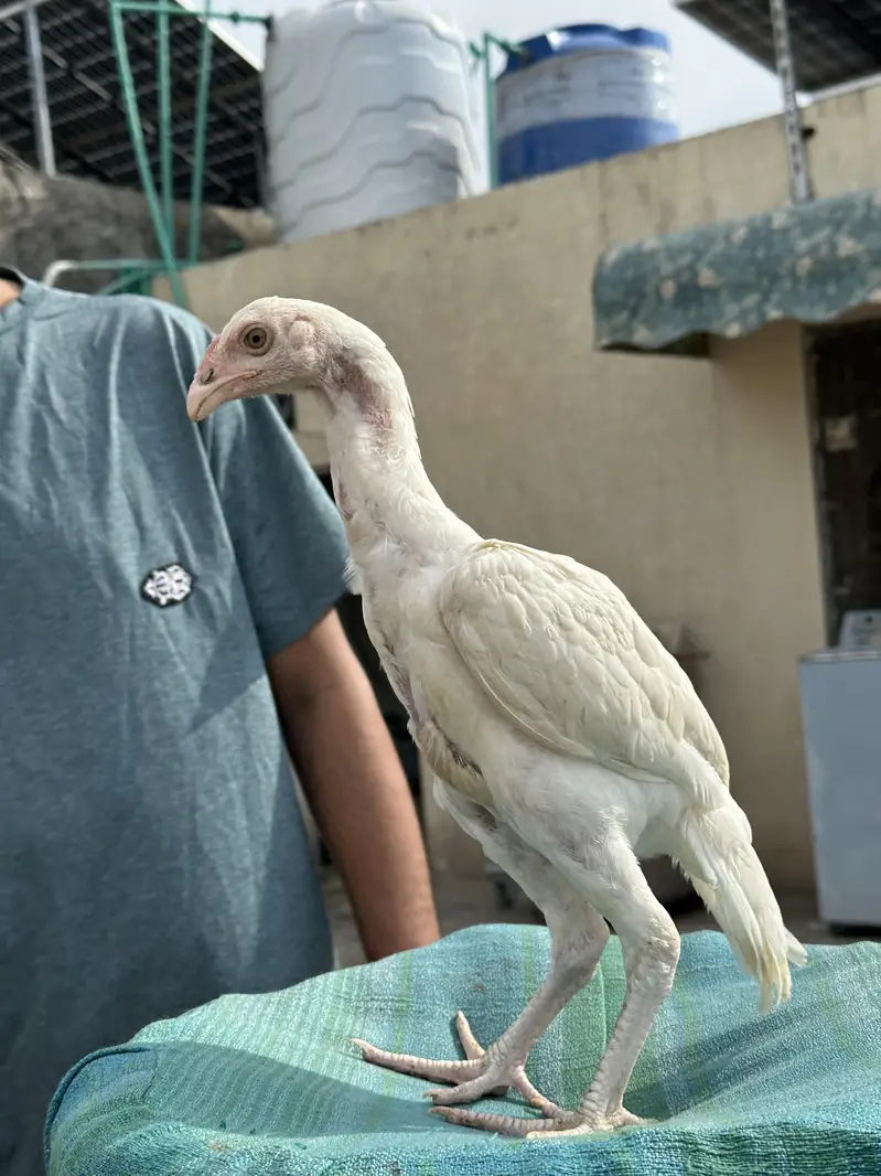 Heera Aseel Pure Paper White Chicks – 1 Male + 3 Females — photo 11