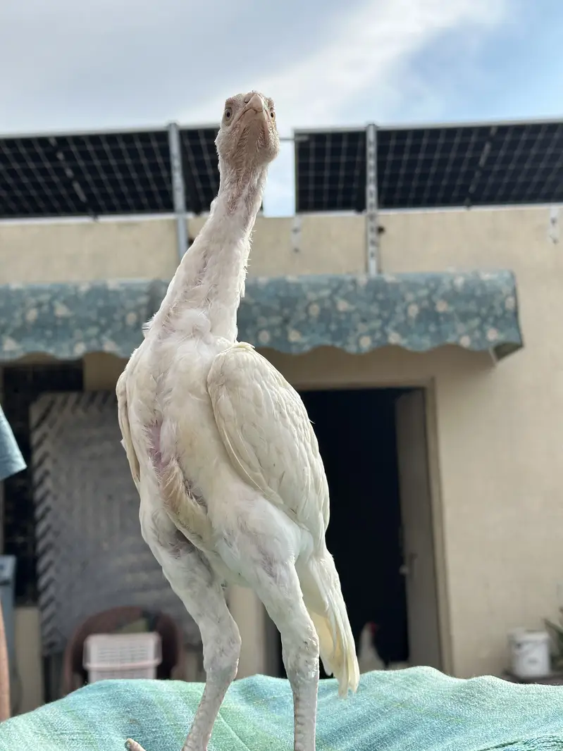 Heera Aseel Pure Paper White Chicks – 1 Male + 3 Females — photo 12