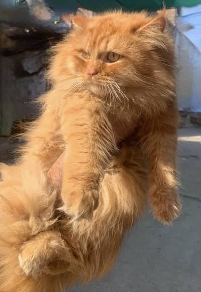 Persian punch face triple coat beautiful female cat fully trained