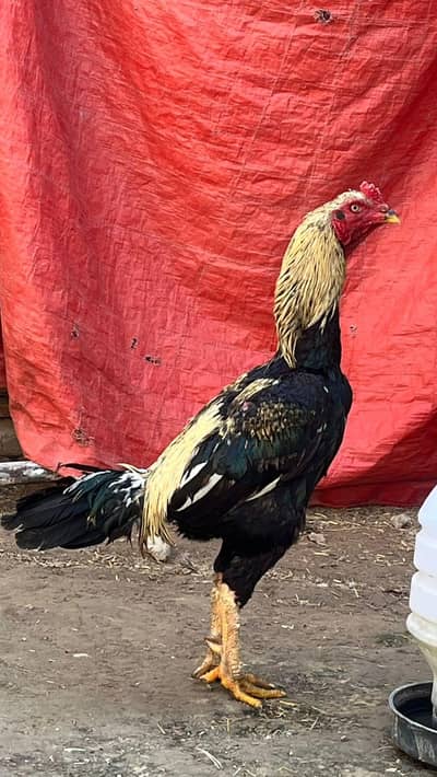 breeder aseel murga