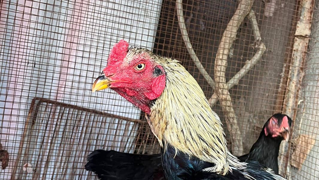 breeder aseel murga 1