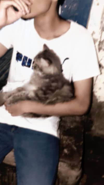 Cute Grey Kitten for Sale 