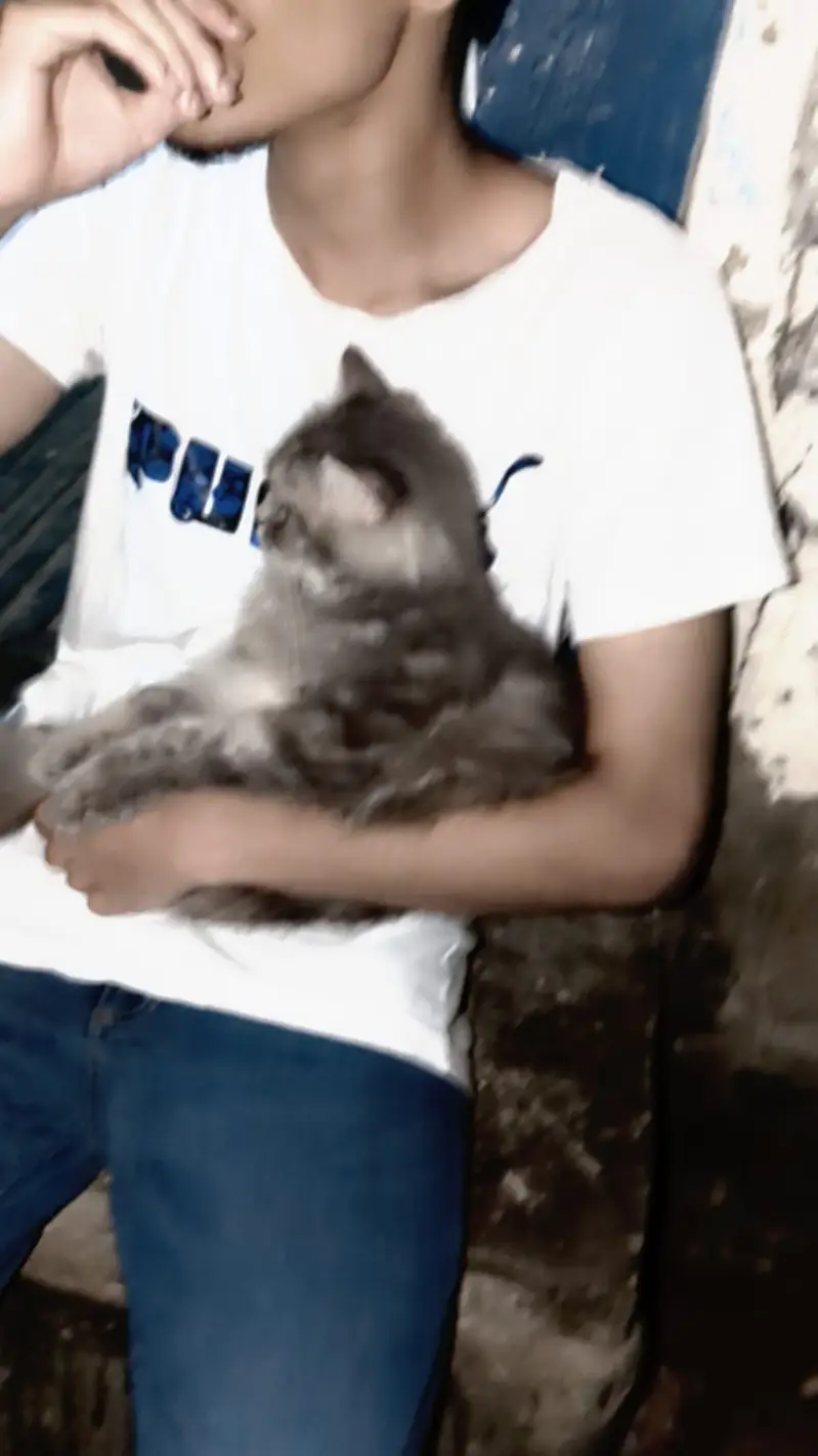 Cute Grey Kitten for Sale  — photo 3