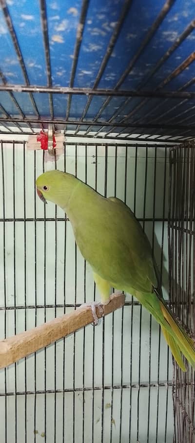 Green ringneck fimale age 3 year