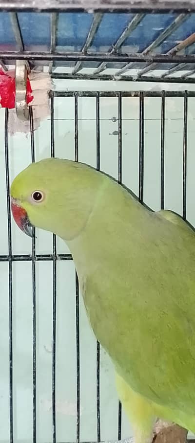 Green ringneck fimale age 3 year
