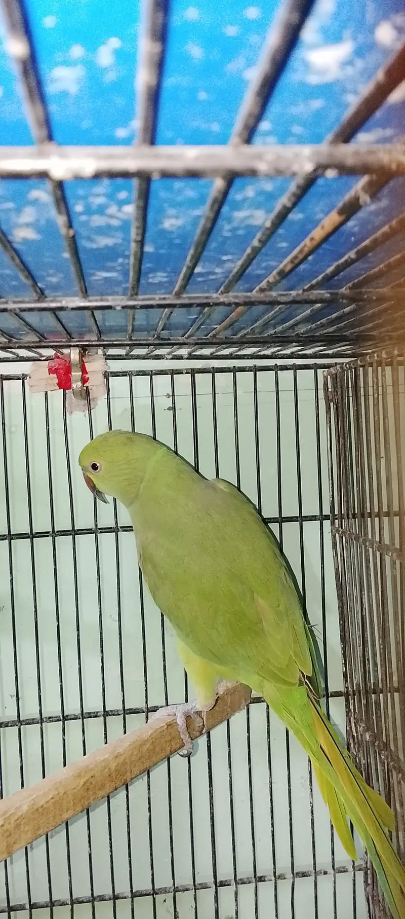 Green ringneck fimale age 3 year — photo 3
