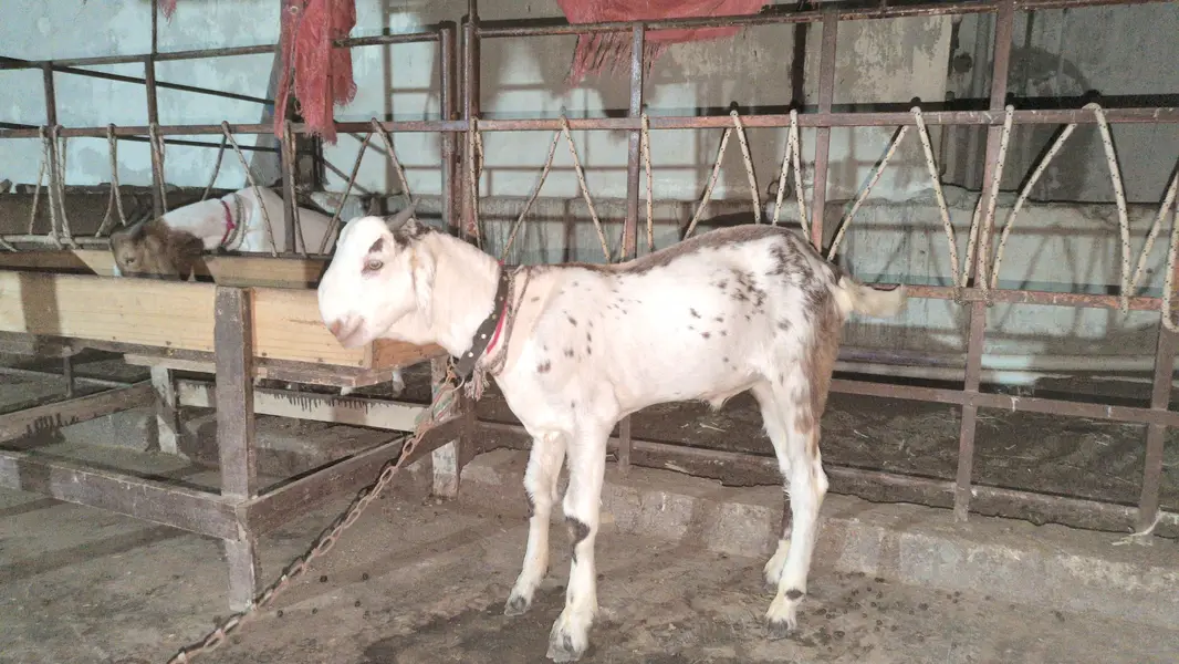 male bachay ha — photo 6