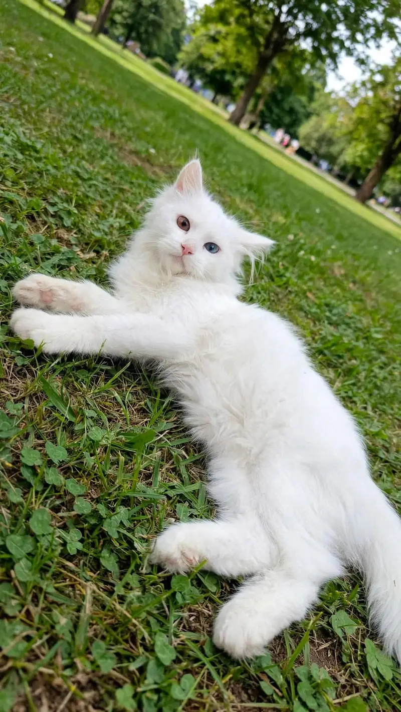 persian white cat — photo 3