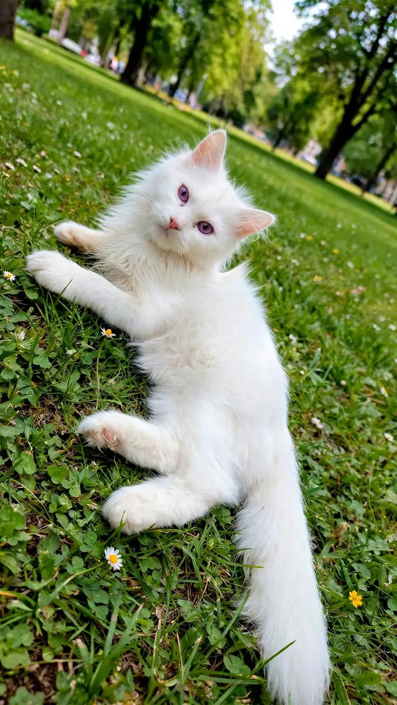 persian white cat — photo 4