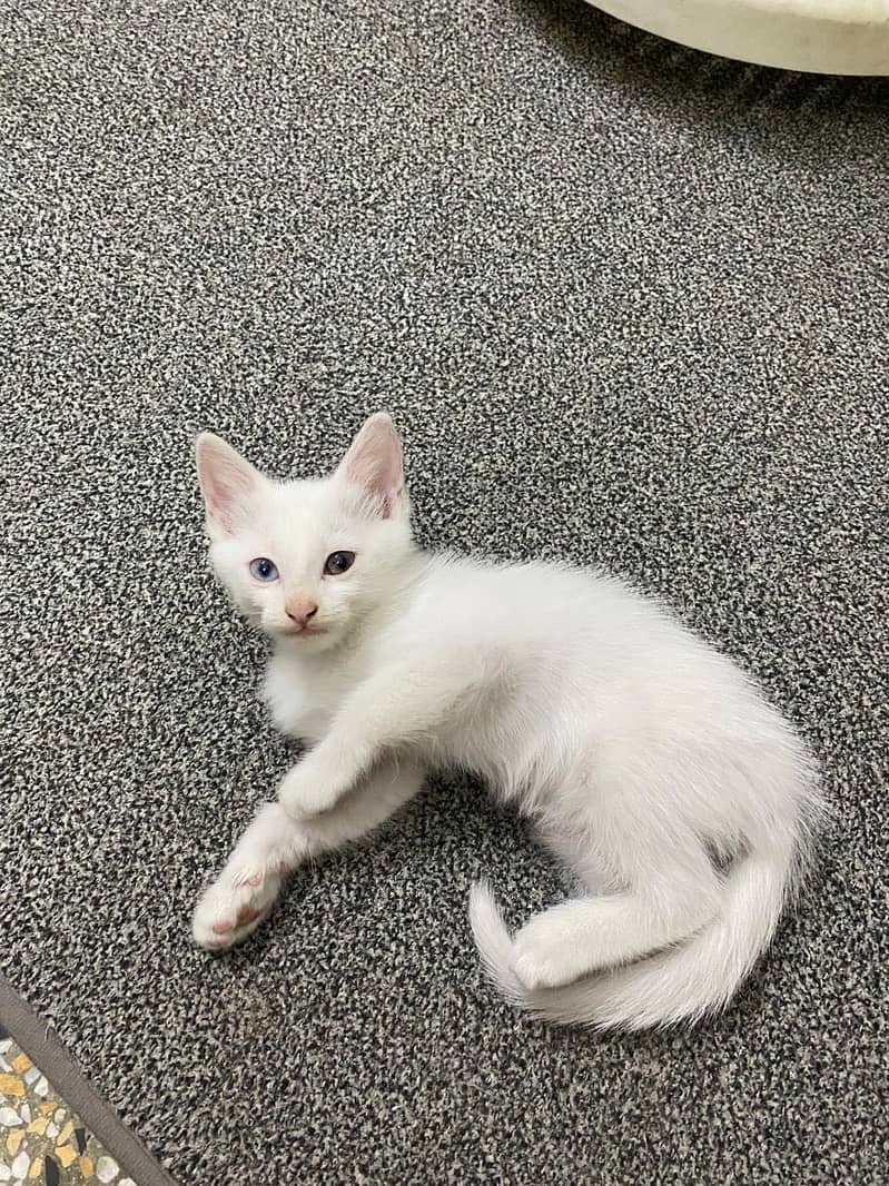 Persian cats 1