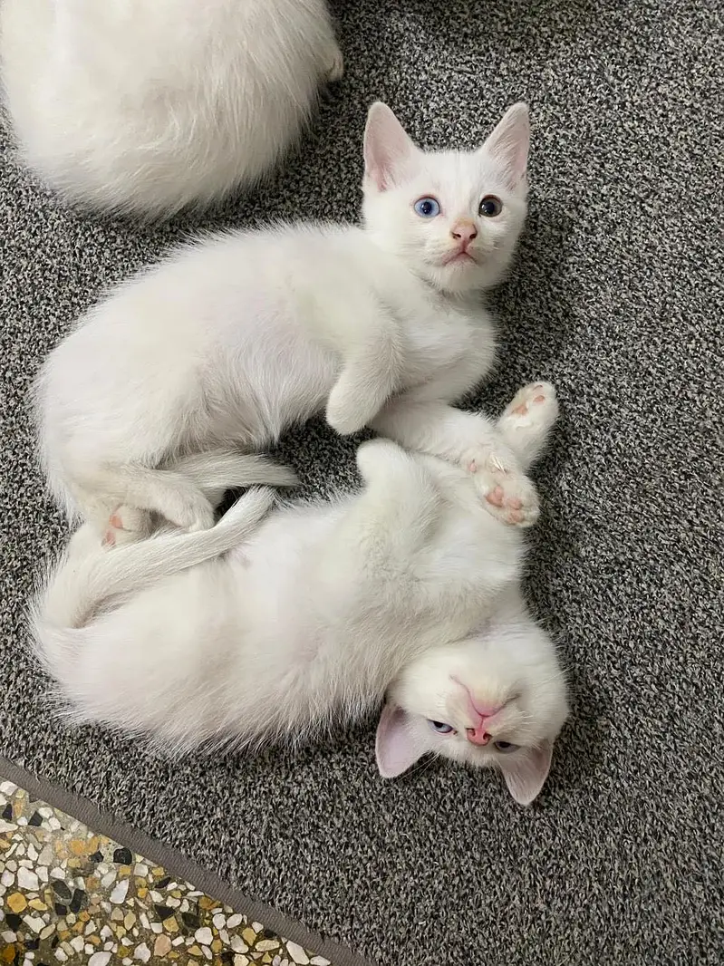 Persian cats — photo 3