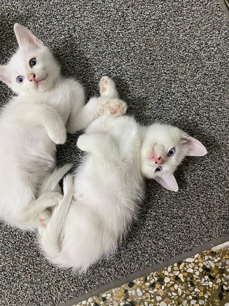 Persian cats 3