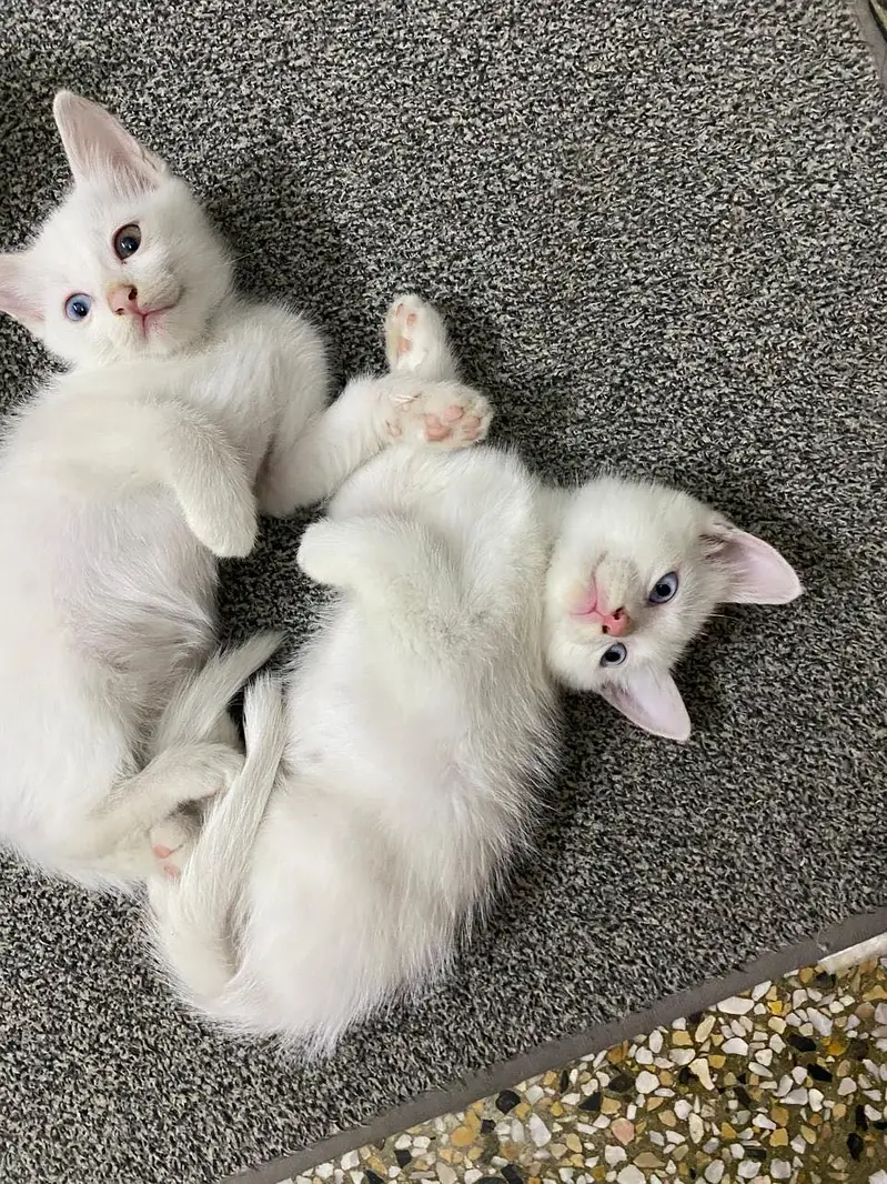 Persian cats — photo 4