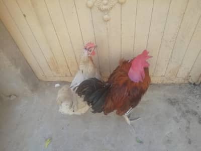 murga or murgi beautiful pair
