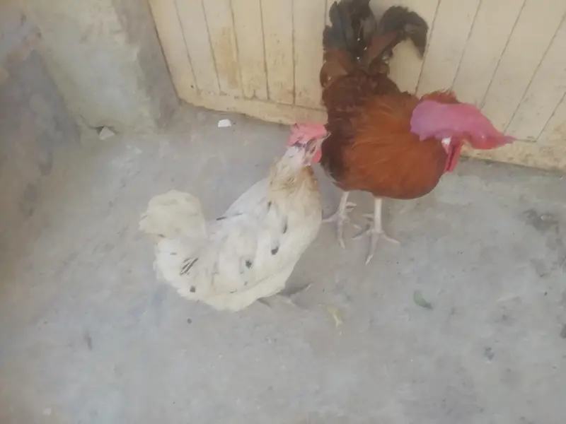 murga or murgi beautiful pair — photo 2