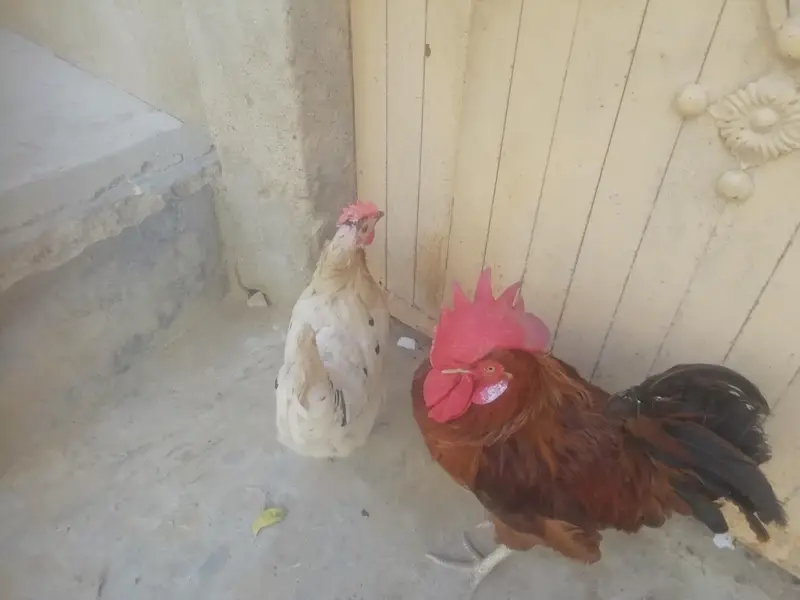 murga or murgi beautiful pair — photo 3