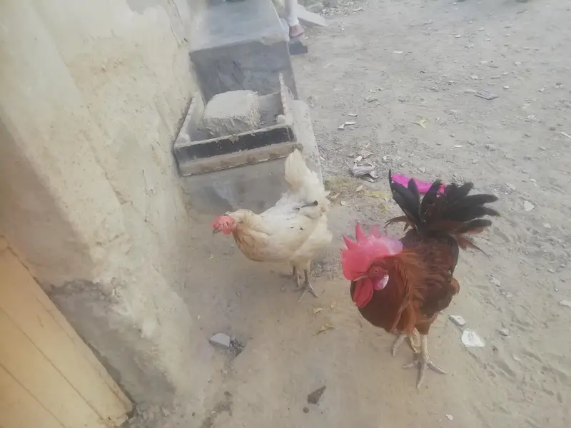 murga or murgi beautiful pair — photo 5