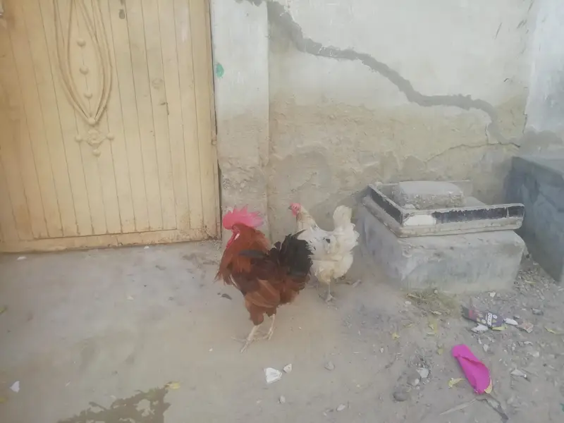 murga or murgi beautiful pair — photo 6