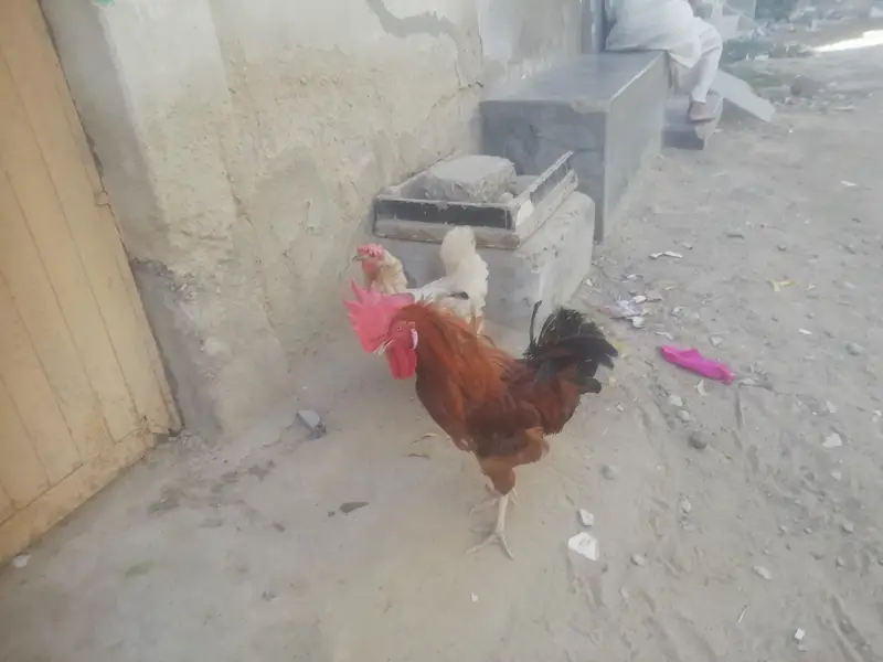 murga or murgi beautiful pair — photo 7