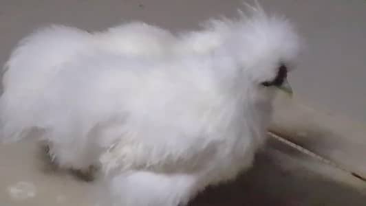 white silki male male available
