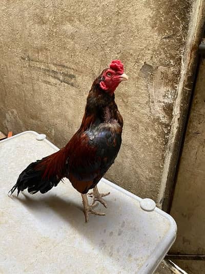 amroha aseel murga