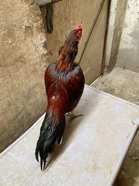 amroha aseel murga — photo 2