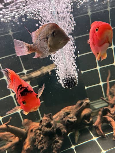 Red tiger parrot & geophagus