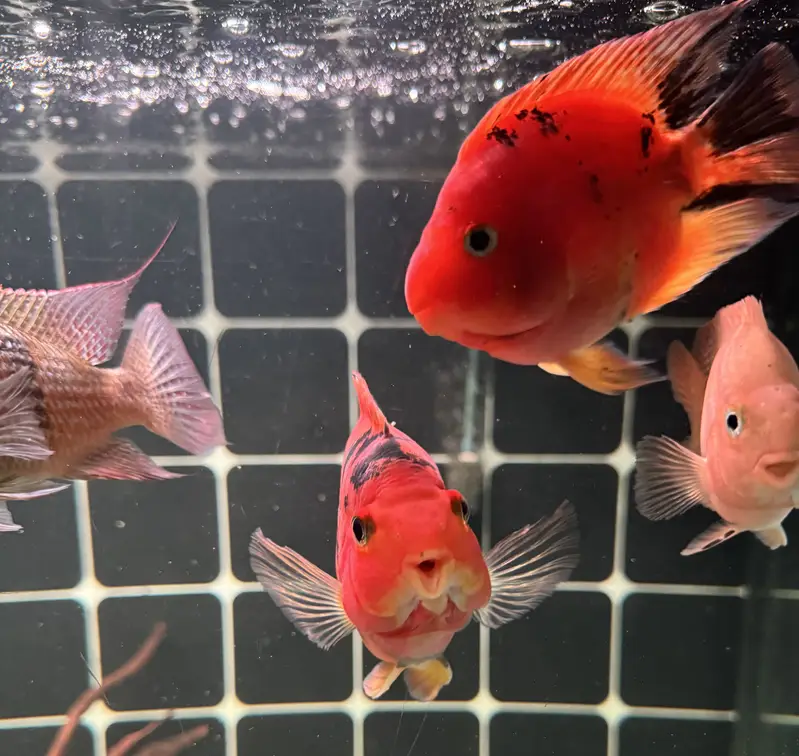 Red tiger parrot & geophagus — photo 2