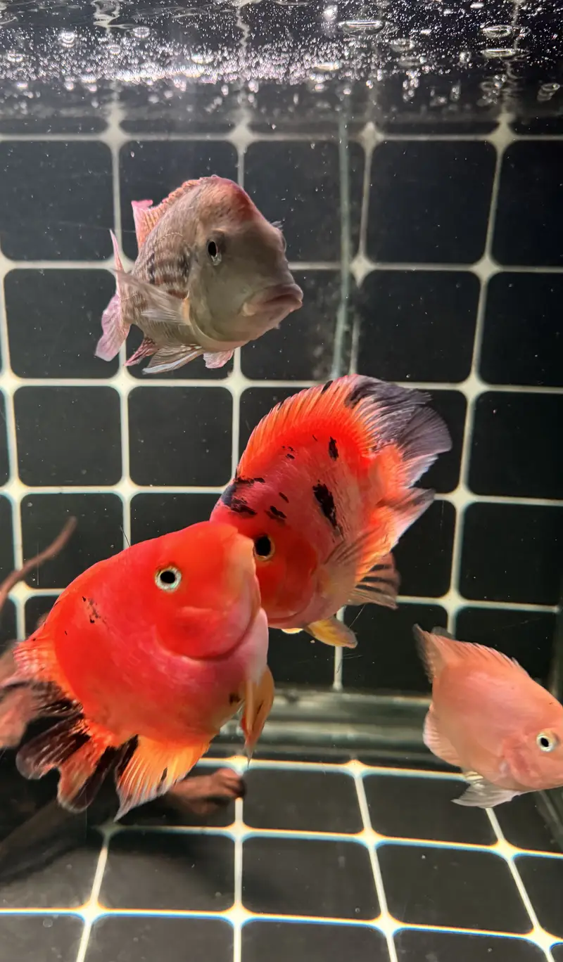 Red tiger parrot & geophagus — photo 3
