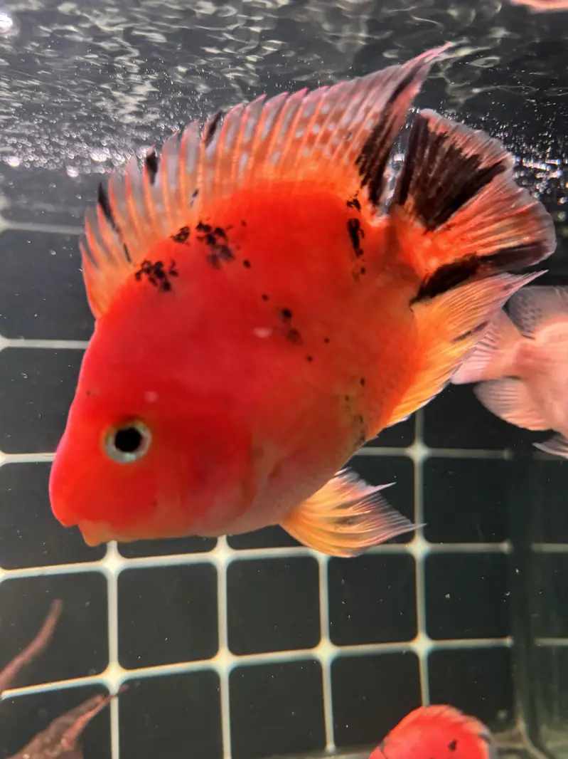 Red tiger parrot & geophagus — photo 4