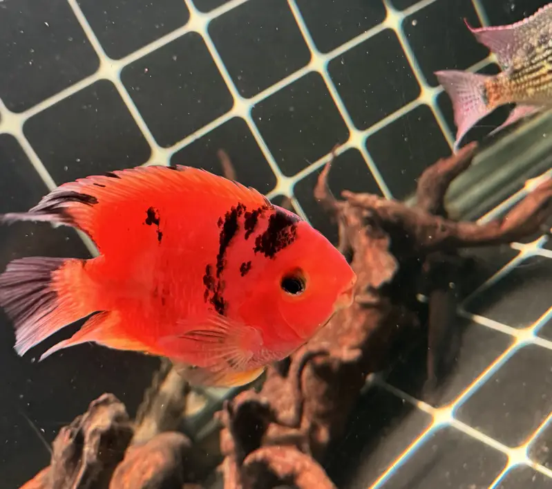 Red tiger parrot & geophagus — photo 5
