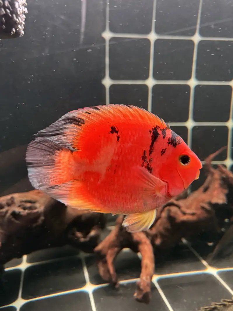 Red tiger parrot & geophagus — photo 6