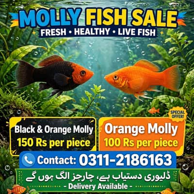 Mollyfish available or pairs available hy what'sapp number 03112186163