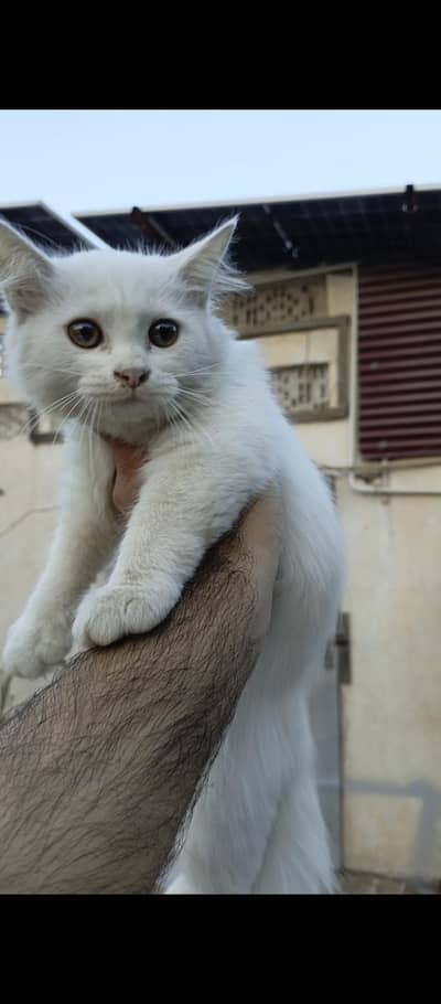 Beautiful White Female Kitten