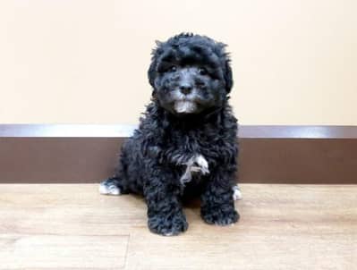 Top Quality French Poodle Puppies Available