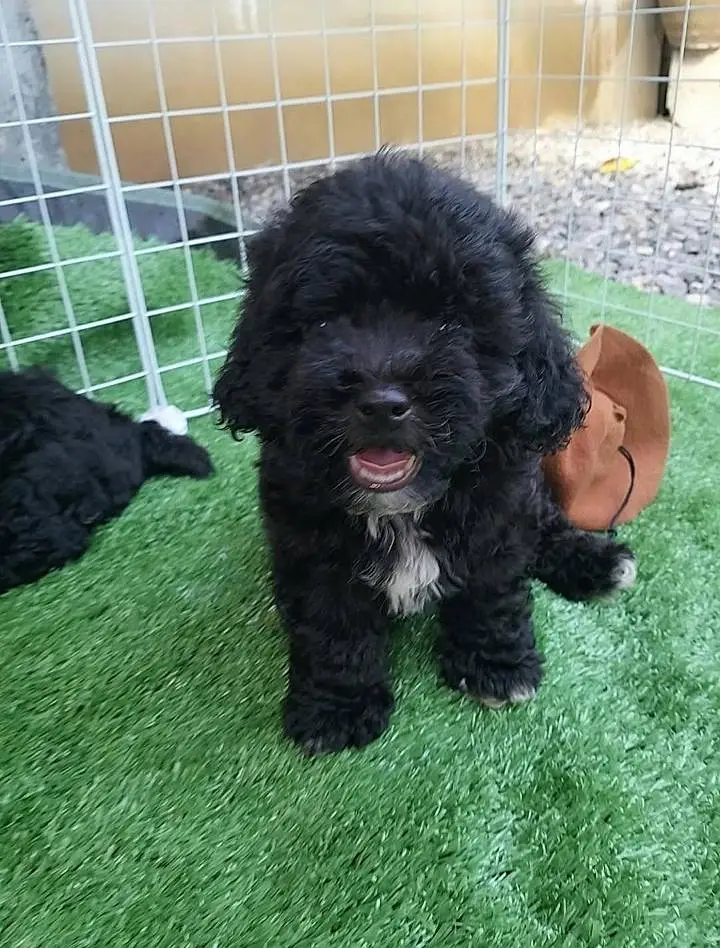 Top Quality French Poodle Puppies Available — photo 2