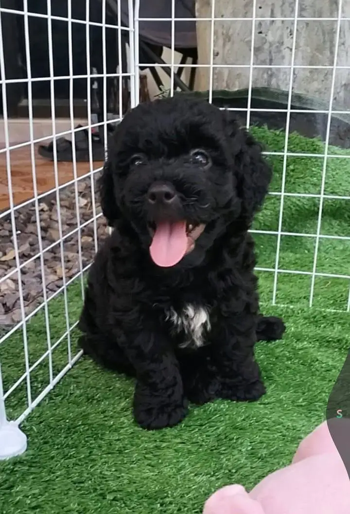 Top Quality French Poodle Puppies Available — photo 3