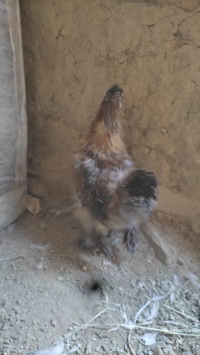 Brown silky hen.
