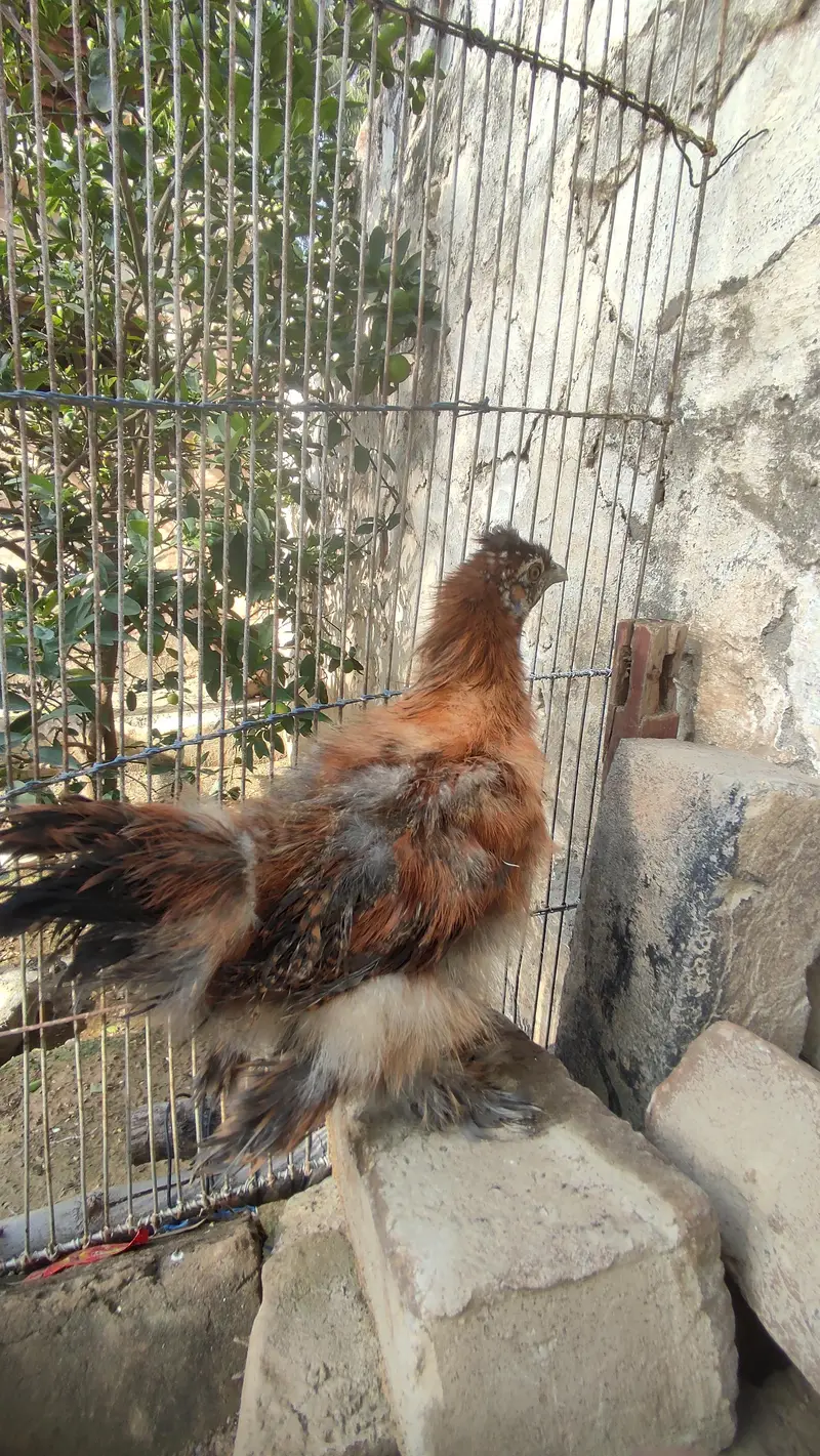 Brown silky hen. — photo 2