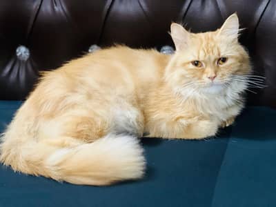 Persian Cat