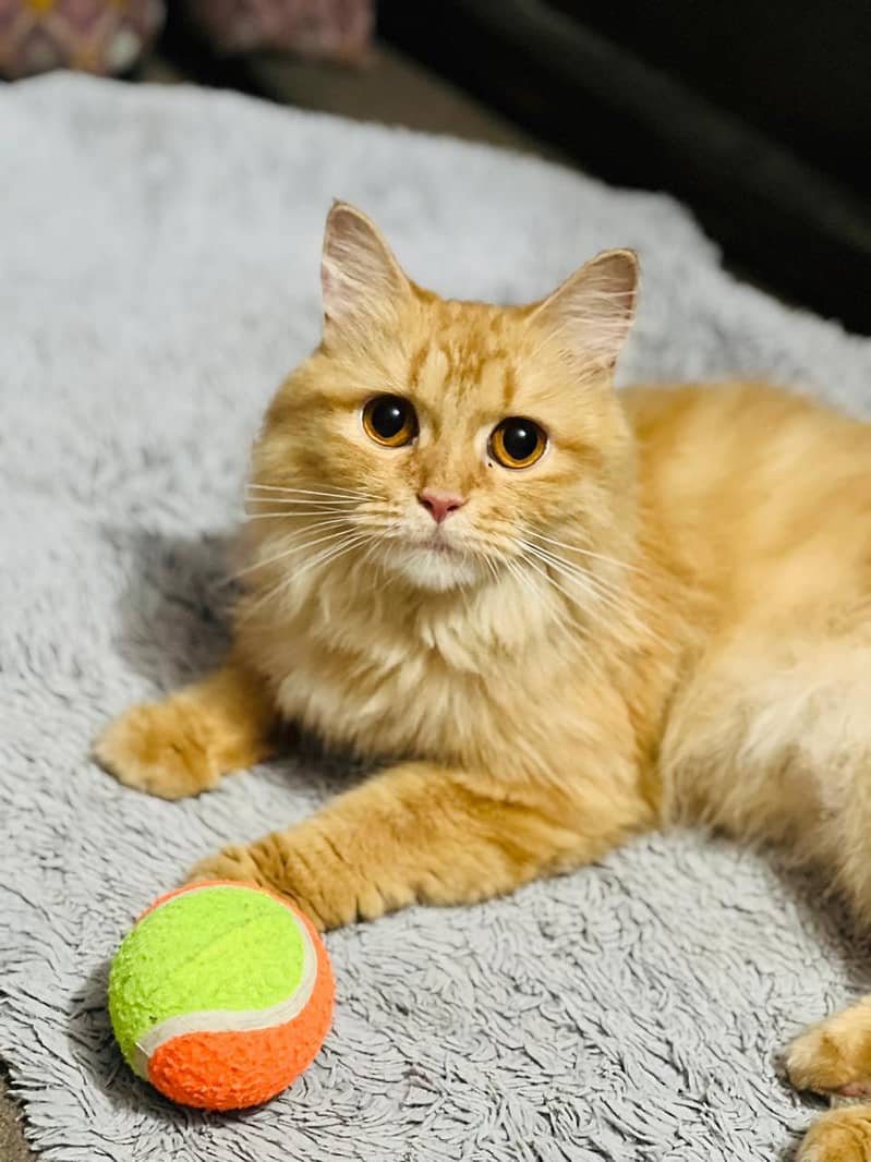 Persian Cat 1