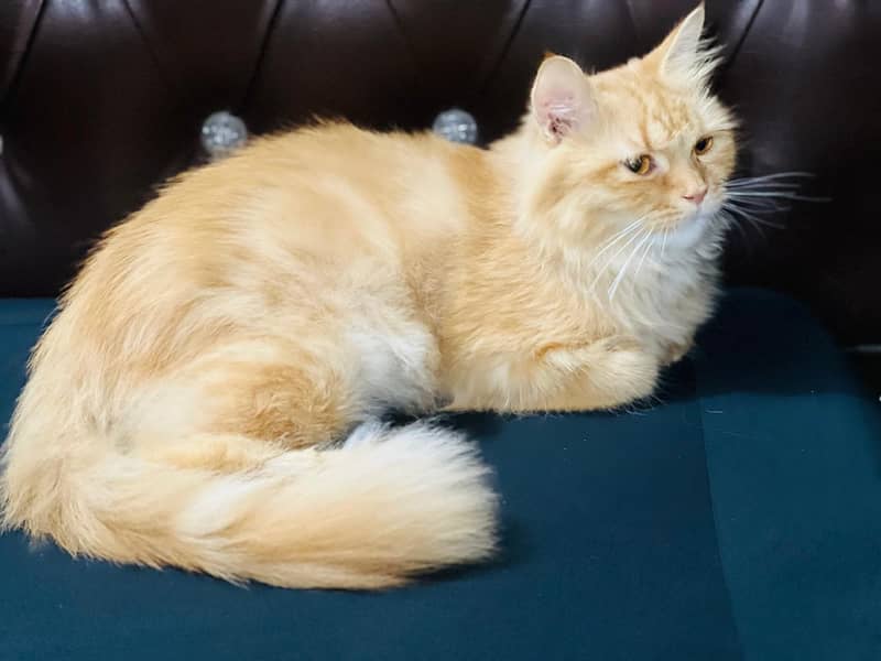Persian Cat 2